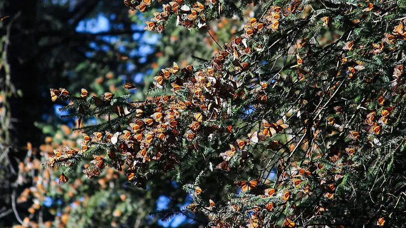 mariposa monarca reserva